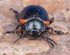 Chrysolina kuesteri